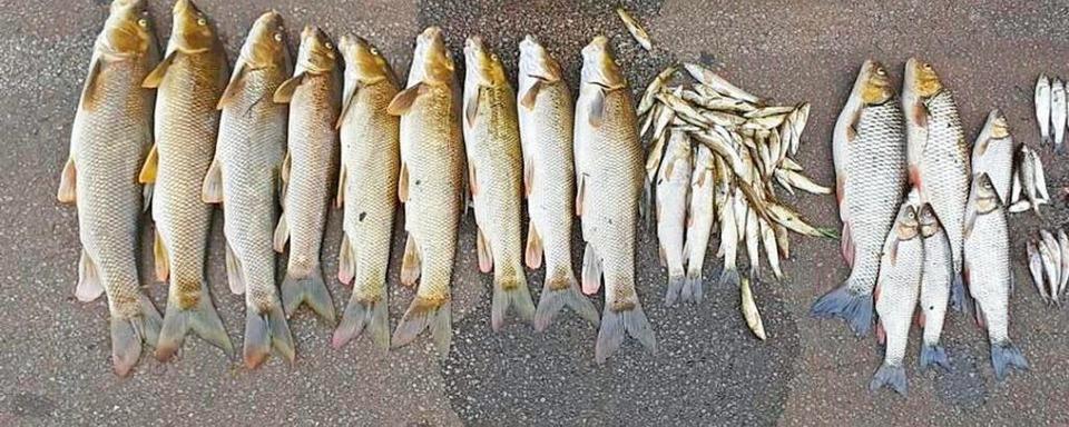 Fischsterben in der Elz bei Emmendingen: Fall ist noch nicht aufgeklrt