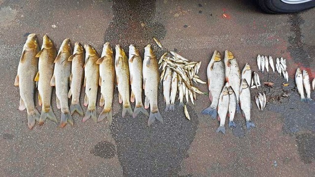 Tote Fische, die der Angelverein am 14...Reinigungsmittel in den Fluss gelangt.  | Foto: Angelverein Emmendingen