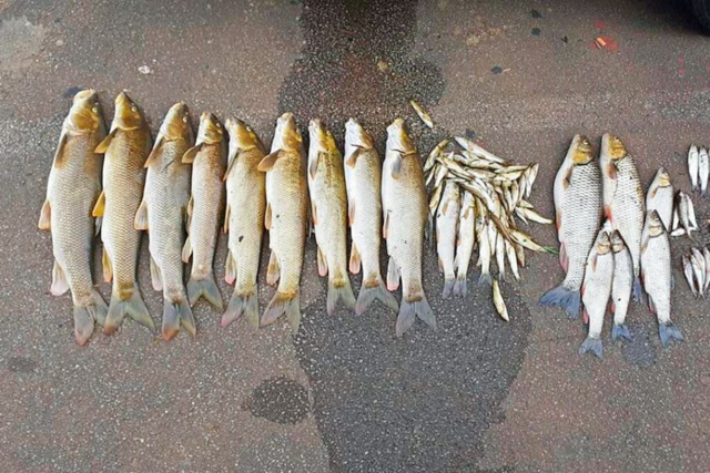 Fischsterben in der Elz bei Emmendingen noch immer nicht aufgeklrt