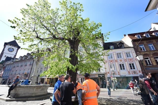 Rettung fr ein Freiburger Wahrzeichen: Die Oberlinden-Linde bleibt erst einmal stehen