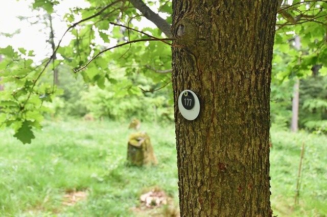 Plaketten markieren im Ruhewald die Ru...rzelstcke, um die Urnengrber liegen.  | Foto: Sophia Hesser