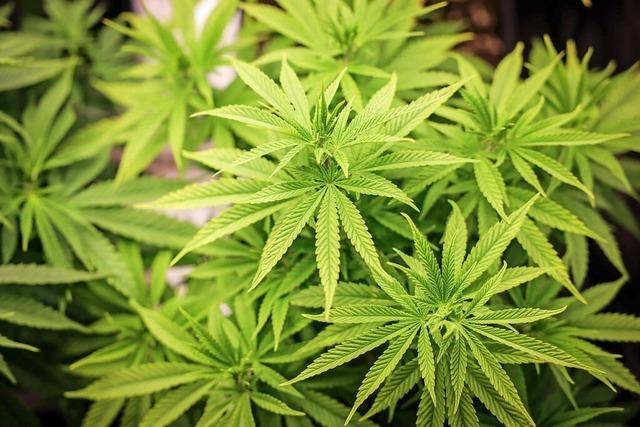 36-Jhriger bekommt Bewhrungsstrafe wegen Handels mit Cannabis