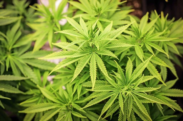 Cannabispflanzen im Wachstum (Symbolbild)  | Foto: Christian Charisius (dpa)