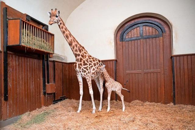 Im Basler Zoo ist Giraffen-Mnnchen zur Welt gekommen