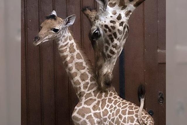 Ein neues Giraffenbaby im Basler Zoo