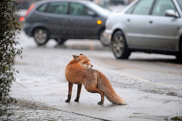 In vielen Orten nimmt die Zahl der Fchse zu (Symbolbild).  | Foto: Jrg Carstensen