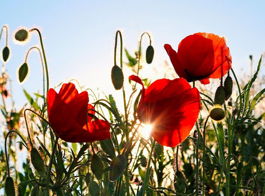 Wie alles in diesem Jahr ist auch der Klatschmohn ziemlich frh dran – und zaubert so erste Sommergefhle. Eingefangen von Harald Hfler bei einem Abendspaziergang durch Betberg.