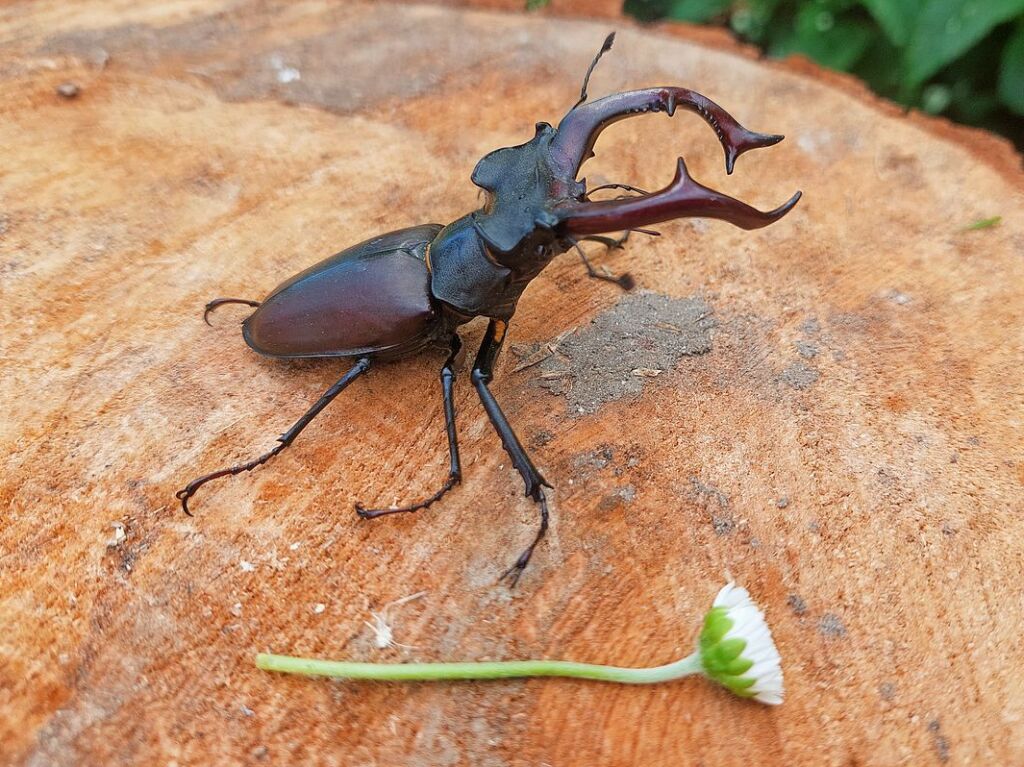 Es ist die vermutlich beeindruckendeste heimische Kferart, und Barbara Olliges hat dieses Prachtexemplar eines mnnlichen Hirschkfers in ihrem Garten in Schliengen abgelichtet – inklusive Grenvergleich.