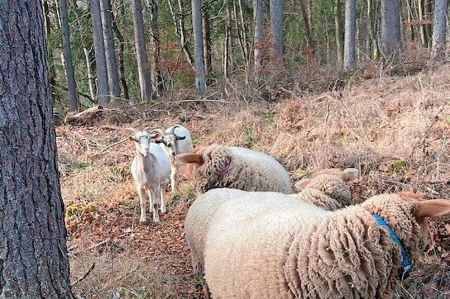 Zwei der  ausgebxten Ziegen nhern sich einer Schafherde.  | Foto: Brigitte Neumann