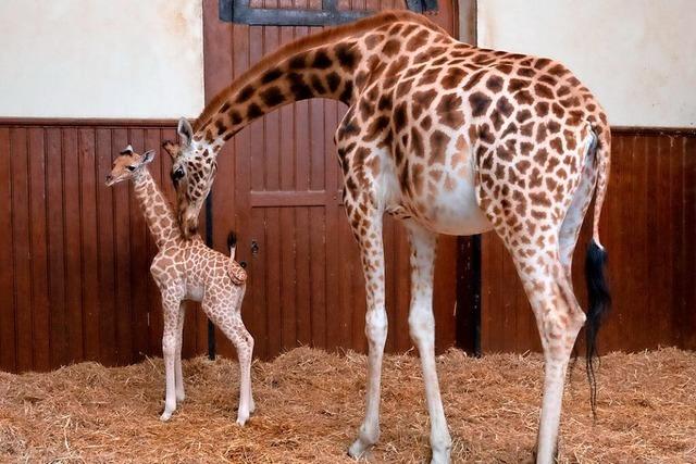 Ein neues Giraffenbaby im Basler Zoo