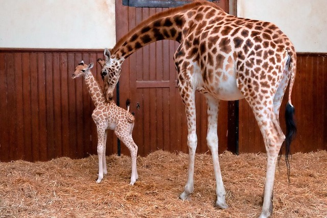 Der kleine Giraffenbulle Vizuri mit seiner Mama  | Foto: Zoo Basel