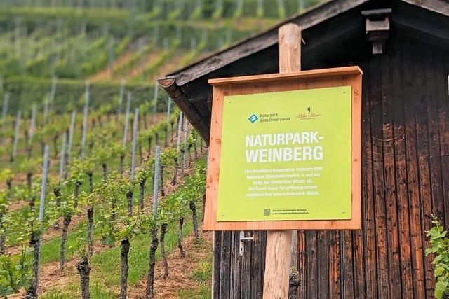 In Glottertal steht der erste Weinberg des Naturparks Sdschwarzwald
