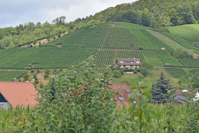 In den Weinbergen kommen Menschen und ...im Naturpark Sdschwarzwald berzeugt.  | Foto: Sebastian Krger