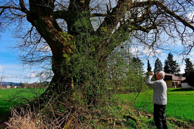 Diese imposante Schwarzpappel in der N...au&#8220;  knnte Naturdenkmal werden.  | Foto: Heinz Scholz