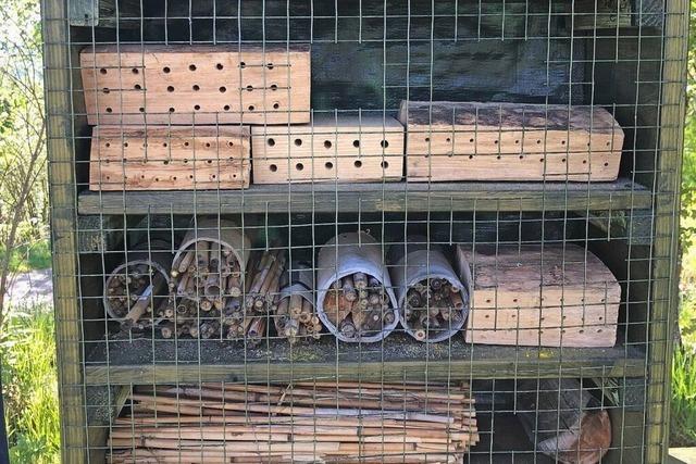 Wildbienen-Experte: 