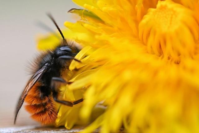 Die Wildbiene mag’s wild im Garten: Ein Lenzkircher erklrt, wie man die wichtigen Tierchen untersttzen kann