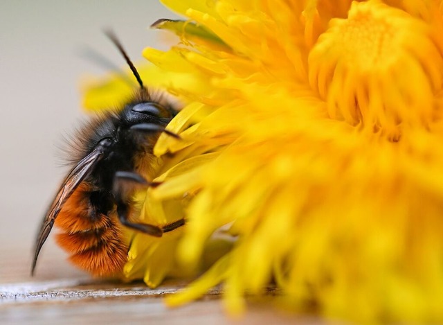 Blhende naturbelassene Grten sind fr den Fortbestand der Wildbiene das Beste.  | Foto: Arne Dedert (dpa)