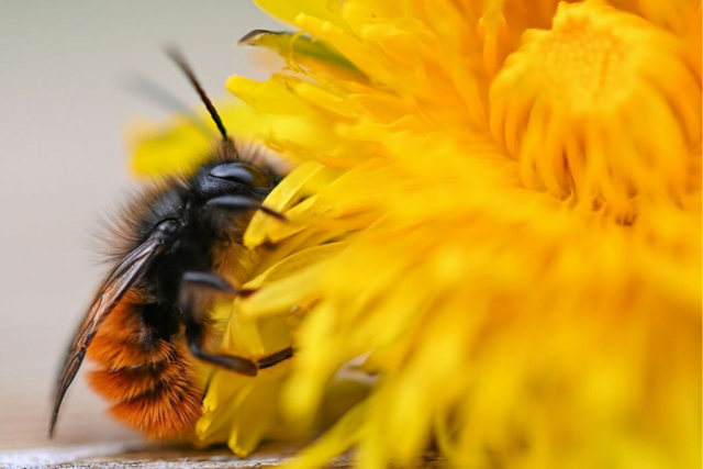 Die Wildbiene mag's wild im Garten: Ein Lenzkircher erklrt, wie man die Tierchen untersttzen kann