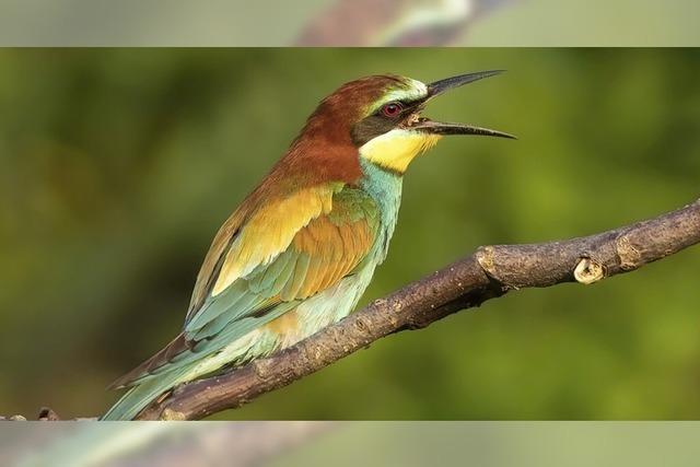 Die Vogelwelt am Kaiserstuhl wird in einem Bildvortrag von Hannes Bonzheim prsentiert
