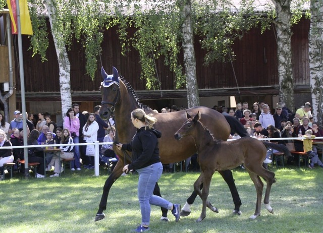 Ein Reitponyfohlen sowie von der Zucht...n die vielen interessierten Zuschauer.  | Foto: Christiane Franz