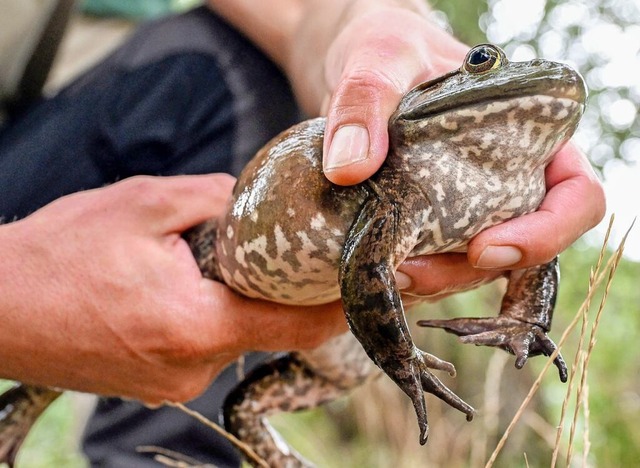 Der Ochsenfrosch wird riesig &#8211; und in Baden-Wrttemberg gejagt.  | Foto: Uli Deck (dpa)