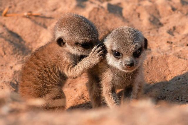 Erdmnnchen sind knuffige Plaudertaschen – aber was erzhlen sie sich alles?