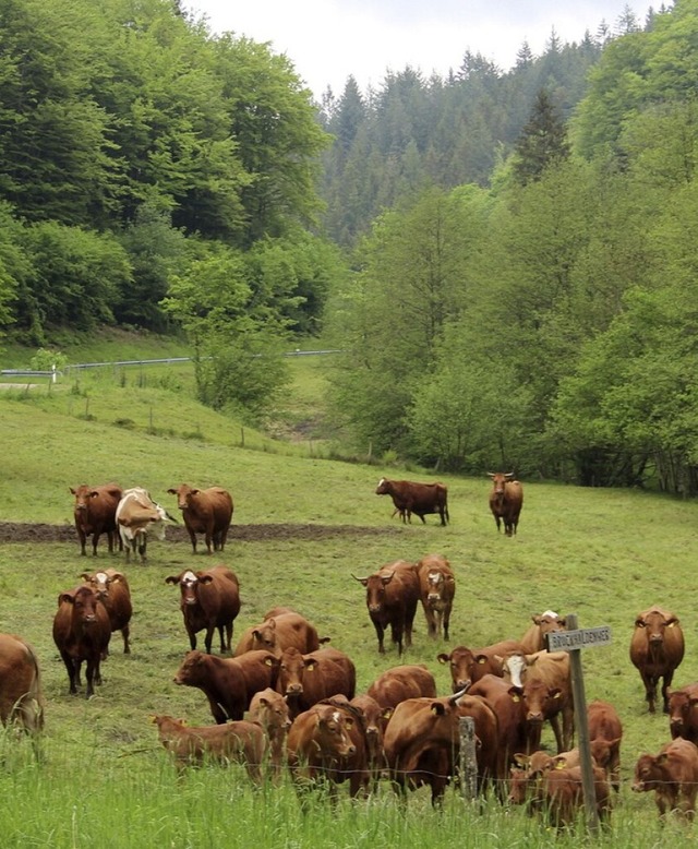 Rinder auf einer der Sommerweiden  | Foto: Rolf-Dieter Kanmacher