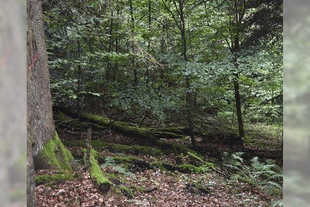Gundelfingen beschliet neues Waldkonzept