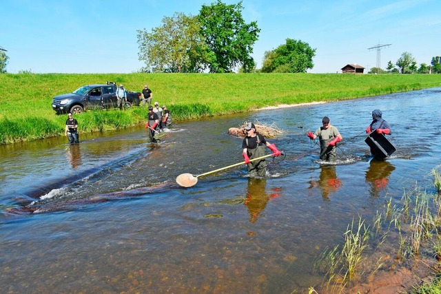 Die Angler der IG Dreisam haben mit de...schbestnde in der Dreisam untersucht.  | Foto: Ingo Kramer