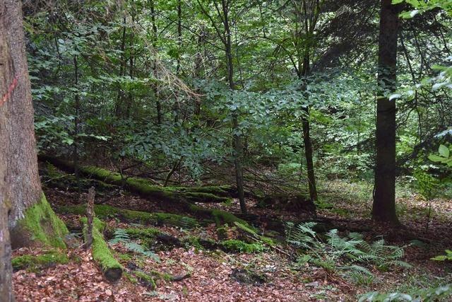 Ein neues Waldkonzept soll in Gundelfingen Lebensrume besonderer Arten schtzen
