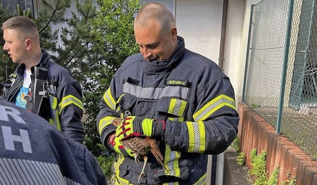 Ein Feuerwehrmann hlt das verunsicher...rde es in den Schwarzwaldzoo gebracht.  | Foto: Feuerwehr Waldkirch