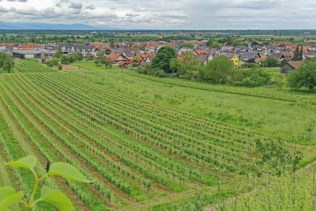 1,1 Hektar Bauland sollen hier am sdl...srand von Knigschaffhausen entstehen.  | Foto: Martin Wendel