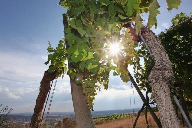 Die neue Breisgau-Spritztour fhrt zu sechs Weinstationen zwischen Lahr und Ringsheim