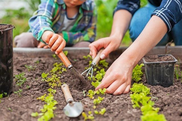 Mulchen, pflanzen, ernten: In der Grundschule Kollmarsreute lernen Schler, wie Ackerbau funktioniert