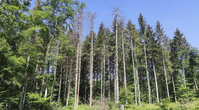 Tote Fichten im Hochschwarzwald. Gegen...222;Task Force Borkenkfer&#8220; ein.  | Foto: Matthias Fetterer ? - noch klren -