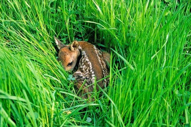 Wie Drohnen in Sdbaden Rehkitze vor dem Tod retten