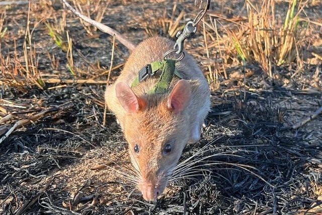 Landminen auf der Spur: Wie Hamsterratten in Angola Leben retten