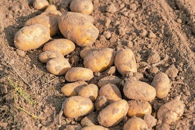 Unbekannte Diebe stehlen bei Riegel rund 100 Kilo Kartoffeln direkt vom Acker