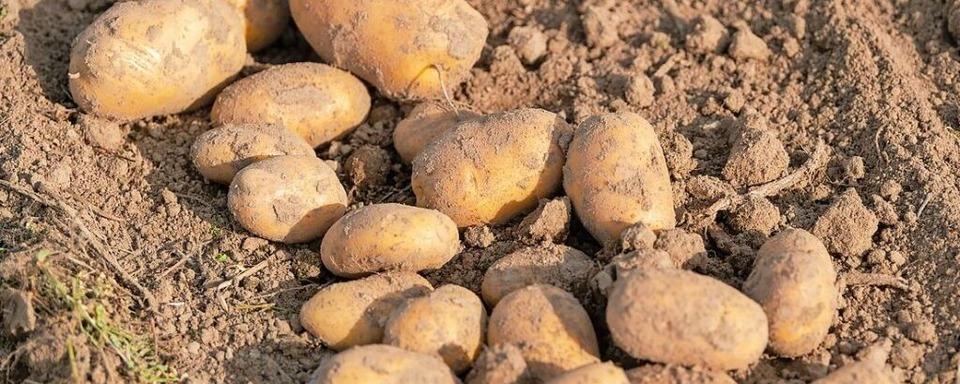 Unbekannte Diebe stehlen bei Riegel rund 100 Kilo Kartoffeln direkt vom Acker