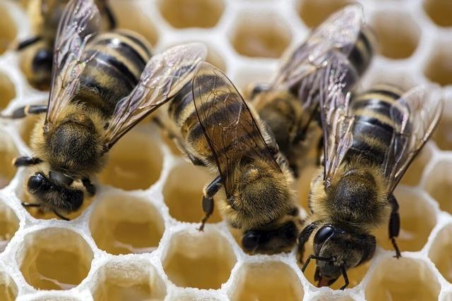 Auflagen fr Bienenzchter in Glottertal aufgehoben