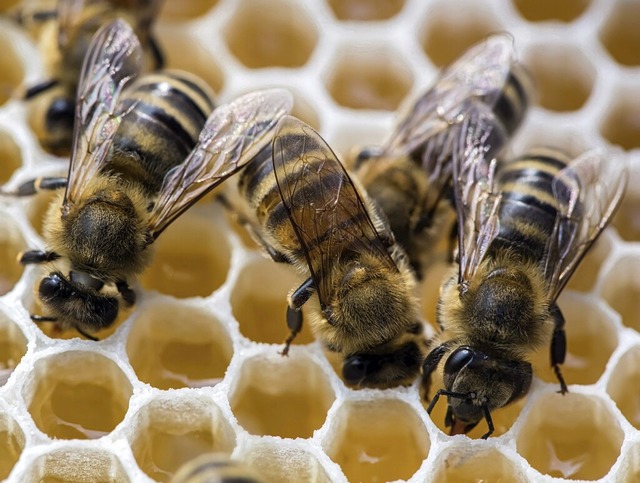 Gute Nachrichten fr Bienen: Es droht keine Gefahr mehr.  | Foto: Michael Reichel