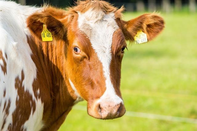 Aufatmen bei Schwarzwlder Milchbauern: Das Ende der Anbindehaltung bei Khen ist vorerst vom Tisch