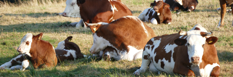 Aufatmen bei Milchbauern: Ende der Anbindehaltung bei Khen ist vorerst vom Tisch
