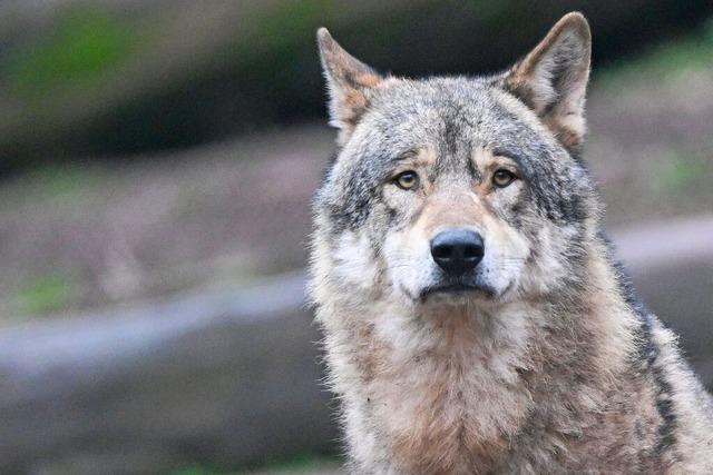 Wolf aus Sachsen-Anhalt reit drei Ziegen in Zell im Wiesental