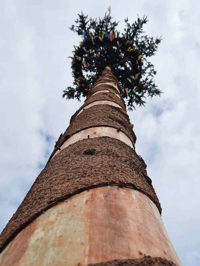 Ein Maibaum  | Foto: Hannes Lauber