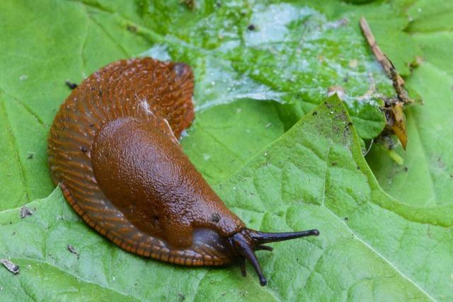 Faulende Erdbeeren, viele Schnecken: Was Landwirten am Hochrhein zu schaffen macht