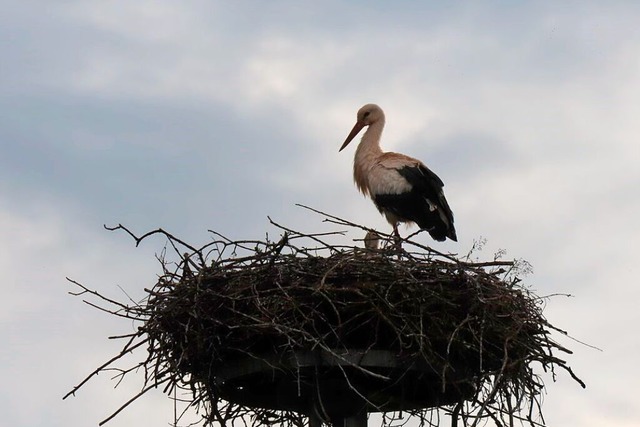 Es sieht dster aus: Regen, Klte und ...sind Risikofaktoren fr Storchenjunge.  | Foto: Heidi Hbner