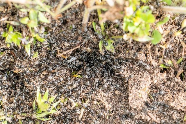 Ameisen sorgen  in Kehl fr Stromausflle