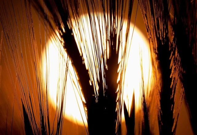 Die Landwirtschaft ist ein Bereich, auf den sich die EU-Politik auswirkt.  | Foto: Hendrik Schmidt (dpa)