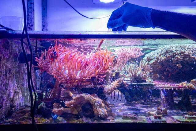 Ein norddeutsches Start-Up will Korallen im Aquarium zchten
